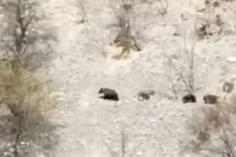 Šavnik: Mečka sa mladunčadima danonoćno je po selu