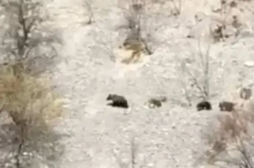 Šavnik: Mečka sa mladunčadima danonoćno je po selu