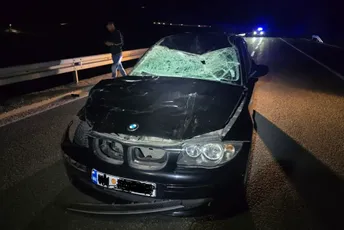 Put Cetinje-Budva: Automobil naletio na kravu, povrijeđena jedna osoba