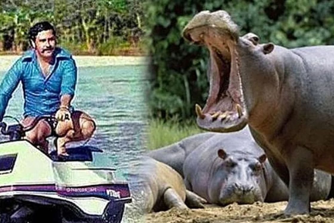 Kolumbija: Odobren plan za odstrijel potomaka nilskih konja koje je Eskobar doveo osamdesetih godina