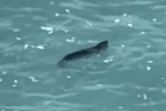 (VIDEO) Rijedak prizor: Sredozemna medvjedica snimljena kod Budve (VIDEO) Rijedak prizor: Sredozemna medvjedica snimljena kod Budve