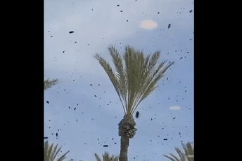 (VIDEO) Nevjerovatne scene u Izraelu: Hiljade pčela napale posjetioce tržnog centra (VIDEO) Nevjerovatne scene u Izraelu: Hiljade pčela napale posjetioce tržnog centra