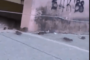 Alarmantno stanje: Zgradu u Nikšiću "okupirali" pacovi (VIDEO)