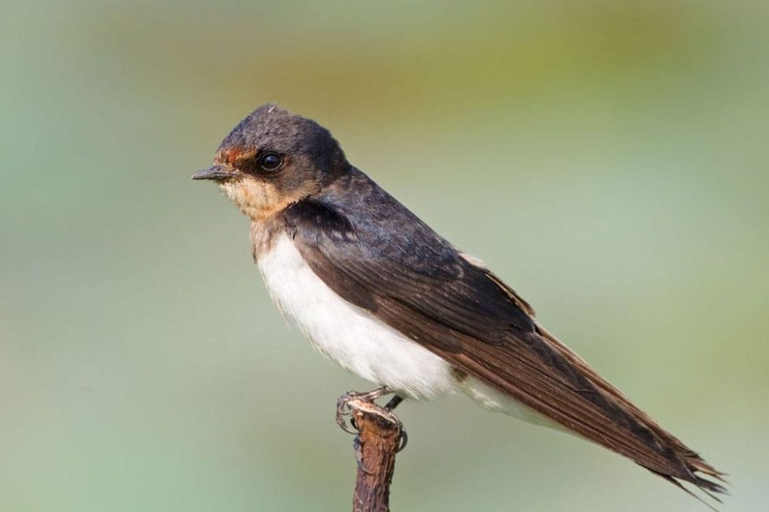 Dom koji krase laste: CZIP raspisao konkurs za građane koji na kućama imaju aktivna gnijezda lasta, rok 8. maj