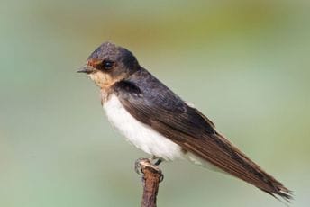 Dom koji krase laste: CZIP raspisao konkurs za građane koji na kućama imaju aktivna gnijezda lasta, rok 8. maj