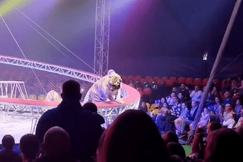 (VIDEO) Rusija: Tigar skočio među gledaoce u cirkusu