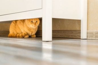 Veterinar objasnio zašto se mačke kriju kada dođu gosti