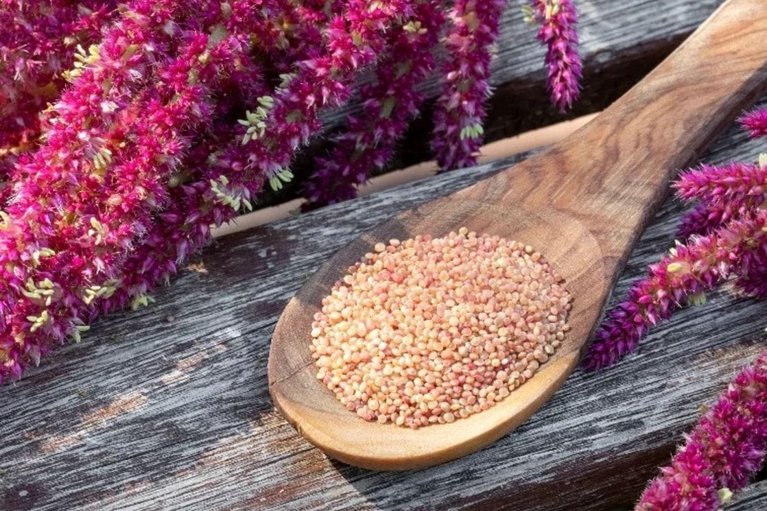 Amarant: Od biljnog korova do kulture budućnosti