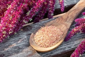 Amarant: Od biljnog korova do kulture budućnosti