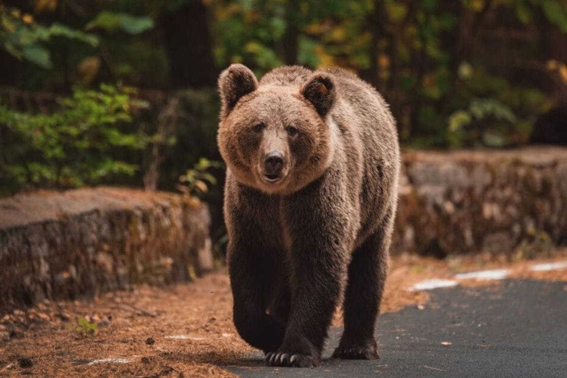 Poljska: Žena otišla u šumu da sakuplja rogove jelena, ubio je medvjed