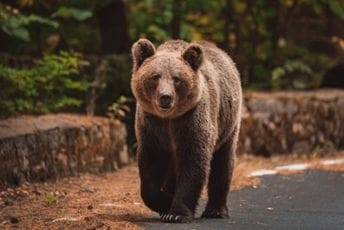 Poljska: Žena otišla u šumu da sakuplja rogove jelena, ubio je medvjed