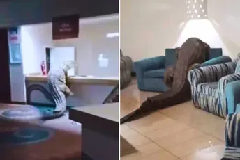 (VIDEO) Ponašao se "kao gost": Krokodil ušetao u hotel, kretao se kroz restoran, a potom se smjestio na pult sa švedskim stolom