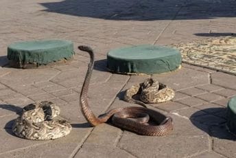 Egipat: Njemački turista preminuo od ujeda kobre, krotitelj pustio da mu se zmija uvuče u pantalone