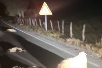Bijelo Polje: Autom naletio na stado ovaca, stradalo desetak grla Bijelo Polje: Autom naletio na stado ovaca, stradalo desetak grla