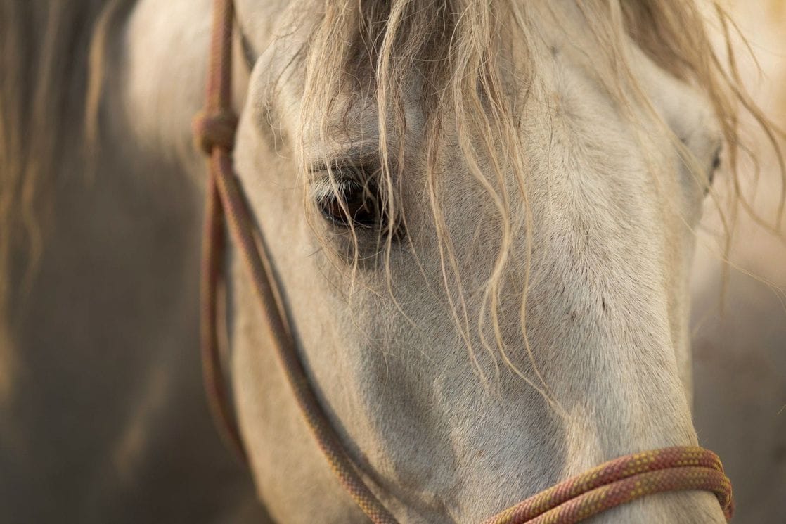 Hrvatska: Kobila ubila veterinara tokom intervencije