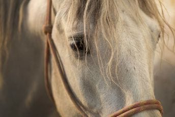 Hrvatska: Kobila ubila veterinara tokom intervencije