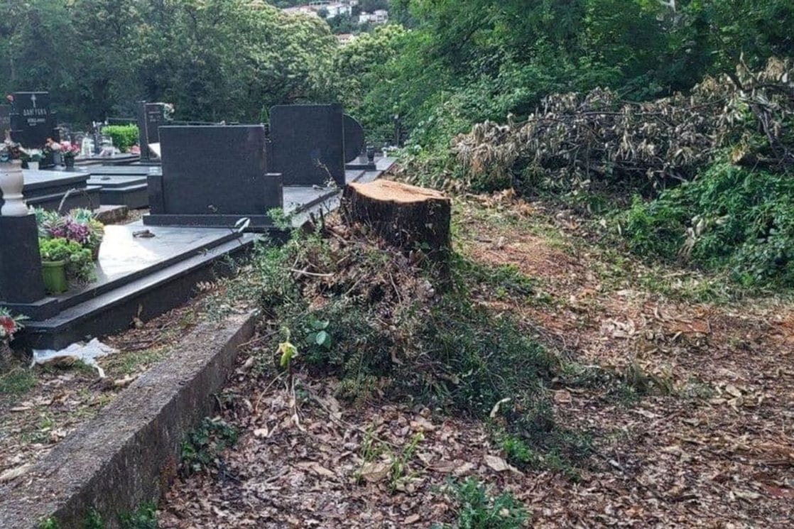 Herceg Novi: Posječen stoljetni hrast u zaštićenoj Savinskoj dubravi