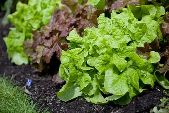 Na ovaj način vaša salata će uspjeti čak i po najvećim ljetnim vrućinama Na ovaj način vaša salata će uspjeti čak i po najvećim ljetnim vrućinama