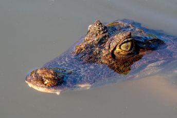 Engleska: Trogodišnjak teško povrijeđen pošto je bačen u jezero s krokodilima