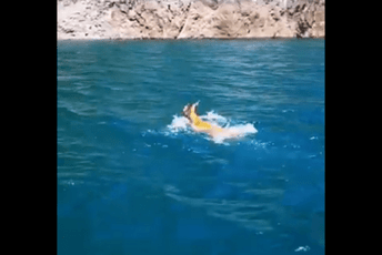 (VIDEO) Posjetioci zabilježili nesvakidašnji prizor: Srna preplivala Pivsko jezero (VIDEO) Posjetioci zabilježili nesvakidašnji prizor: Srna preplivala Pivsko jezero