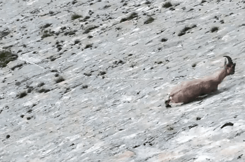 Super-koza: Pogledajte kako hoda po vertikalnoj brani (VIDEO)