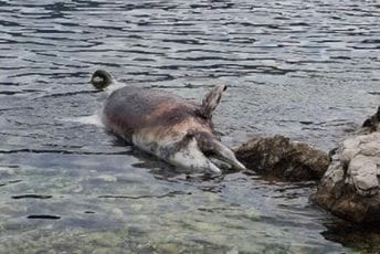 Uginuli delfin uočen u blizini Orahovca