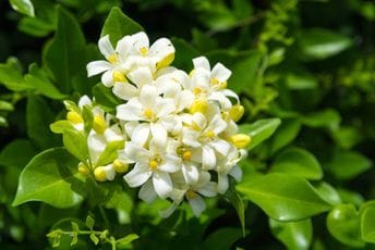 Jasmin: Od mediteranskih vrtova do najluksuznijih parfema Jasmin: Od mediteranskih vrtova do najluksuznijih parfema