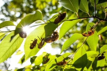 Cvrčci: Simfonija mediteranske žege