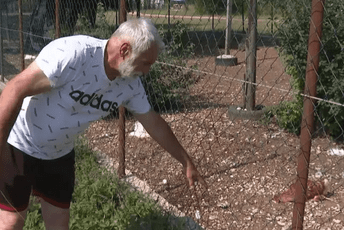 (FOTO) Nikšić: Čopor pasa lutalica usmrtio više od 100 koka nosilja (FOTO) Nikšić: Čopor pasa lutalica usmrtio više od 100 koka nosilja