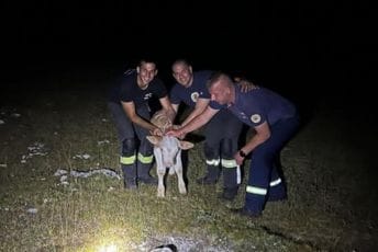 Plemenit gest: Nikšićki vatrogasci tokom gašenja požara pronašli izgubljeno tele i vratili ga vlasniku