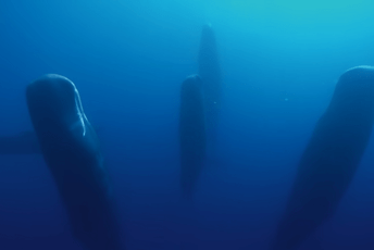 Riješena misterija vertikalnog spavanja kitova ulješura