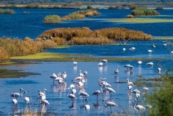 Stvoreni uslovi za početak rada preduzeća Park prirode "Ulcinjska solana" Stvoreni uslovi za početak rada preduzeća Park prirode "Ulcinjska solana"