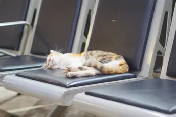 Mačak izgubljen na aerodromu u Briselu pronađen nakon 17 dana