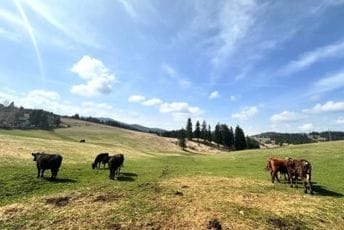 Usred toplotnog talasa: U našoj državi jutros izmjerena tri stepena, a u pojedinim gradovima sada je već 36