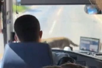 (VIDEO) Nesvakidašnja scena u autobusu: Putnici pobjegao ljubimac, pa prošetao po kontrolnoj tabli ispred vozača