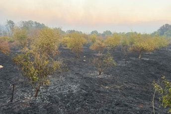 U požaru u Briskoj Gori kod Ulcinja izgorjela plantaža limuna, šipka i maslina U požaru u Briskoj Gori kod Ulcinja izgorjela plantaža limuna, šipka i maslina