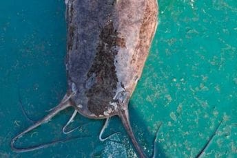 Dolutao afrički som: Neobičan ulov Radovana Gazivode na Skadarskom jezeru