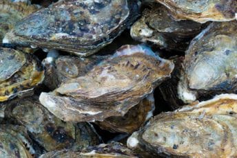 Australija: Ukradeno 400.000 ostriga vrijednih više od 215.000 eura Australija: Ukradeno 400.000 ostriga vrijednih više od 215.000 eura