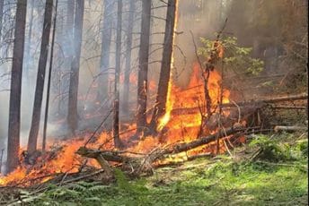 Požari ugašeni, posljedice ostaju: Za obnovu šuma biće potrebne decenije Požari ugašeni, posljedice ostaju: Za obnovu šuma biće potrebne decenije