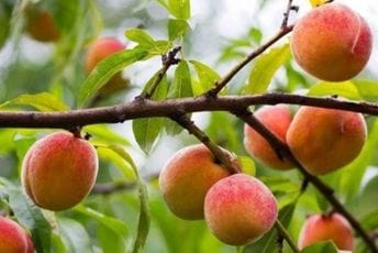 Kad breskva nije morala biti savršena: Priča o praski