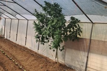 Podgorica: Uhapšene tri osobe zbog droge, kod jednog u plasteniku pronađena stabljika marihuana visoka 2,3 metra Podgorica: Uhapšene tri osobe zbog droge, kod jednog u plasteniku pronađena stabljika marihuana visoka 2,3 metra