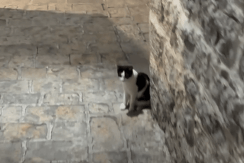 Mačka iz Budve osvaja internet: Od juče je video sa njom pogledalo gotovo milion ljudi Mačka iz Budve osvaja internet: Od juče je video sa njom pogledalo gotovo milion ljudi