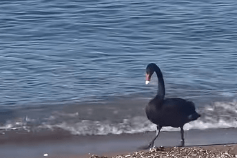 Crni labud na plaži u Bečićima: Ne hranite ga hljebom, zbog toga ne leti (VIDEO) Crni labud na plaži u Bečićima: Ne hranite ga hljebom, zbog toga ne leti (VIDEO)