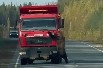 Snimak medvjeda hit na društvenim mrežama: Izašao na put, prišao kamionu i počeo da se igra Snimak medvjeda hit na društvenim mrežama: Izašao na put, prišao kamionu i počeo da se igra