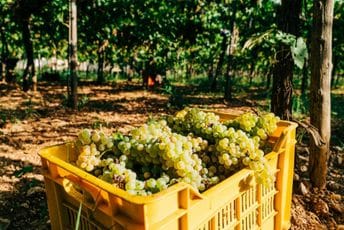 Hrvatska: Zlatna žutica pronađena u 127 vinograda, u pitanju jedna od najopasnijih bolesti vinove loze u Evropi Hrvatska: Zlatna žutica pronađena u 127 vinograda, u pitanju jedna od najopasnijih bolesti vinove loze u Evropi