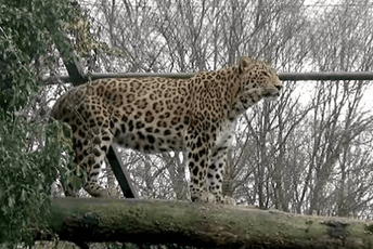 Tragedija u zoološkom vrtu u Holandiji: Leopard izujedao čuvarku nasmrt Tragedija u zoološkom vrtu u Holandiji: Leopard izujedao čuvarku nasmrt