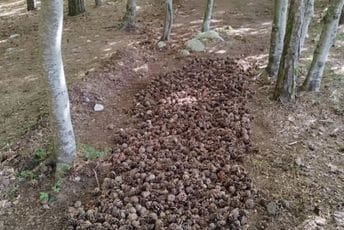 (VIDEO) Novitet u ponudi NP Prokletije: Staza za boso hodanje u dolini Grebaje